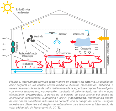 Estrategias naturales para reducir el efecto de estrés por calor en cerdos g1
