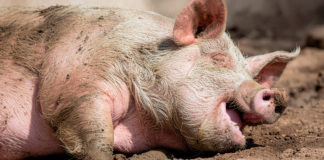 Estrategias naturales para reducir el efecto de estrés por calor en cerdos