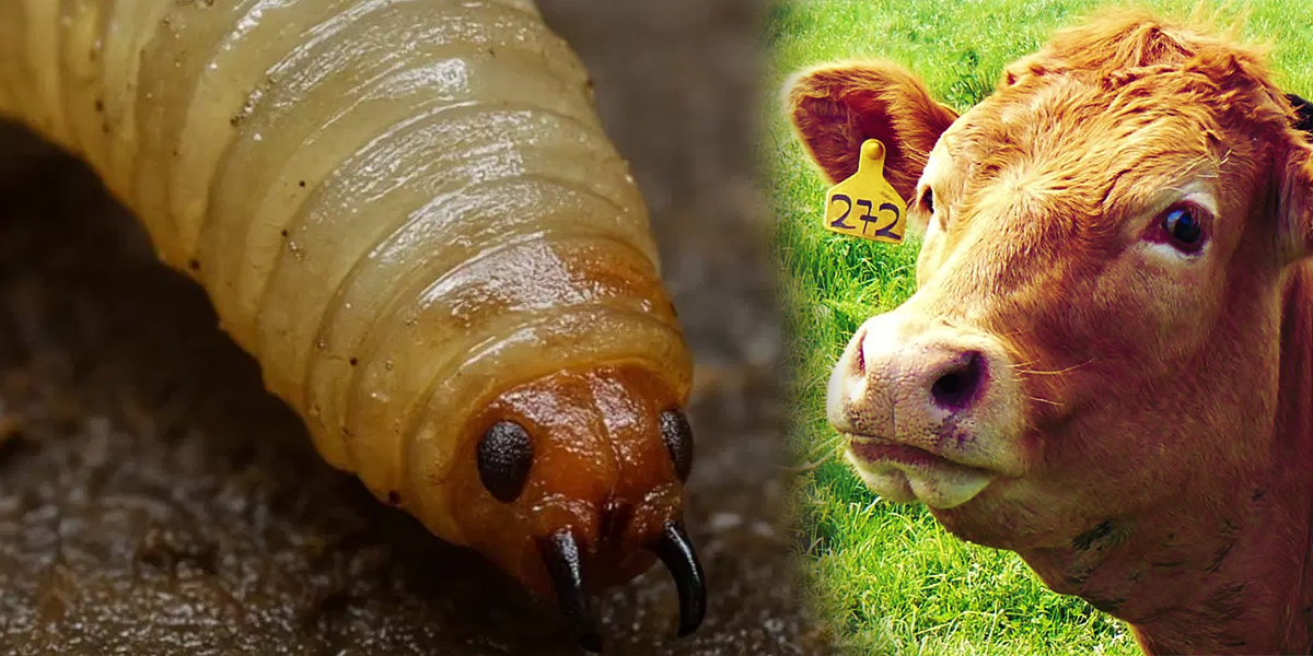 Escala Riesgo para la Ganadería por Nuevos Hallazgos de Gusano Barrenador -  BM Editores