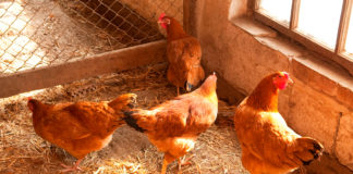 Se espera que el mercado mundial de aves siga siendo sólida en 2025