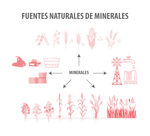 Metabolismo de los minerales en los bovinos minerales