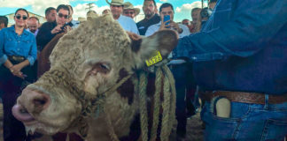 Avanzan con entrega de sementales a ganaderos de Coahuila y Sonora