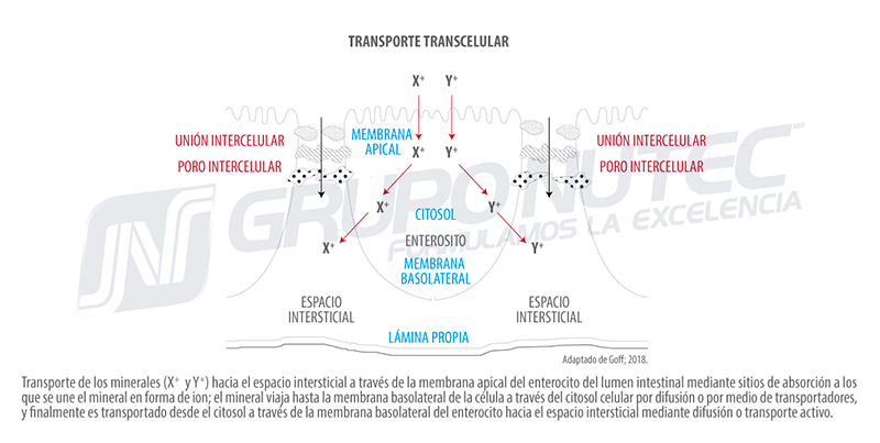 Metabolismo de los minerales en los bovinos transporte transcelular