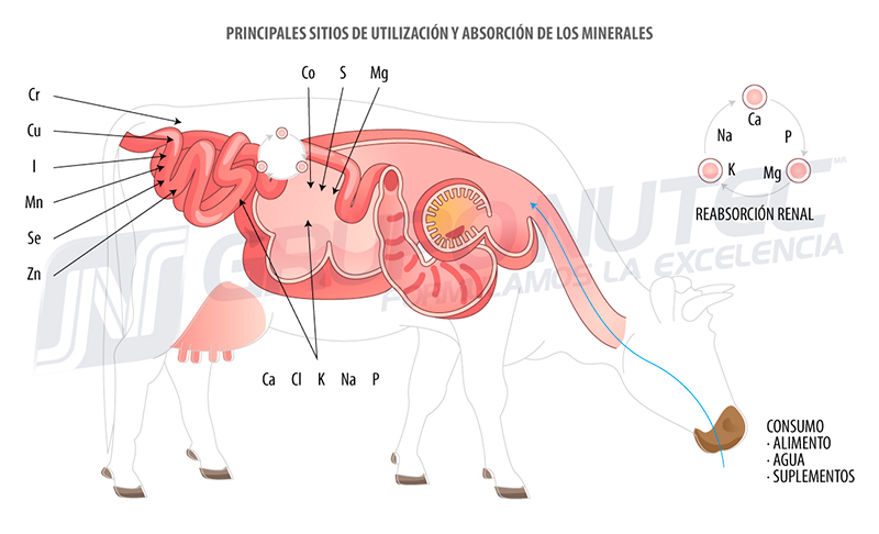 Metabolismo de los minerales en los bovinos utilizacion absorcion minerales