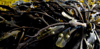 Alga marina aumenta la productividad y la resistencia de las vides