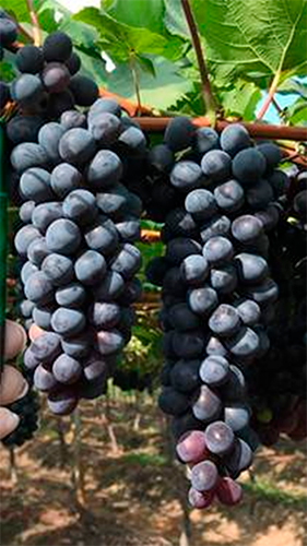 Alga marina aumenta la productividad y la resistencia de las vides Alga marina aumenta productividad resistencia vides1