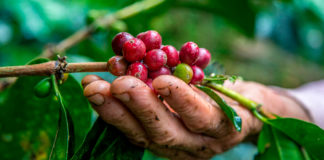 Cámara de Diputados aprueba cambios la Ley de Cafeticultura
