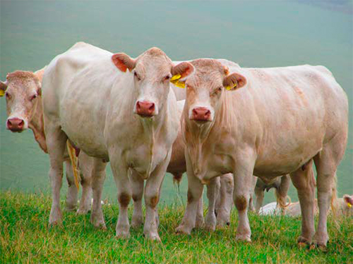 ¿Comer o no comer carne? Comer o no comer carne3