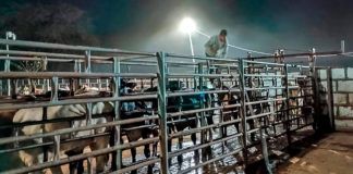 Detectan y combaten caso de GBG en Encarnación de Díaz, Jalisco