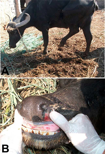 Hallazgos recientes del proceso salud-enfermedad en búfalo de agua(Bubalus bubalis): Enfermedades Virales Hallazgos recientes proceso salud enfermedad bufalo agua1