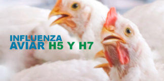 Influenza Aviar H5 Y H7