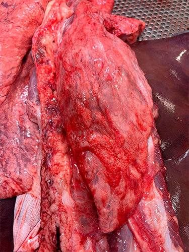 Lesiones pulmonares por CRP y su impacto en la productividad porcina Lesiones pulmonares CRP impacto productividad porcina2