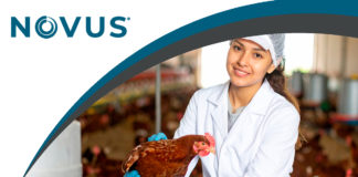 NOVUS Presenta Nuevos Logotipos para Mejorar la Cohesión y Visibilidad de la Marca