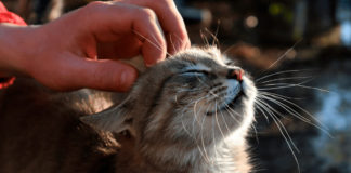 Piel sana, mascotas felices: Consejos para un correcto cuidado dermatológico