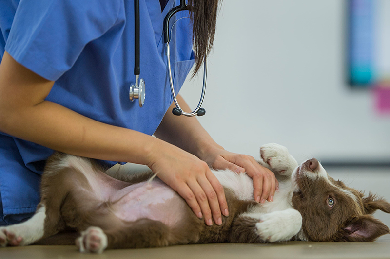 Piel sana, mascotas felices: Consejos para un correcto cuidado dermatológico Piel sana mascotas felices royal canin1