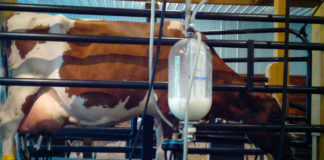 Producción de leche en la Comarca Lagunera y en los Altos de Jalisco
