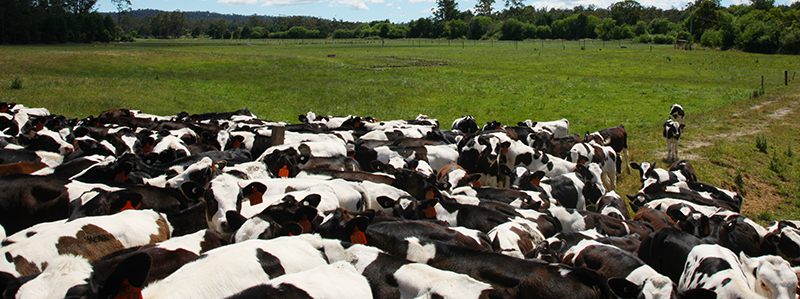 Producción de leche en la Comarca Lagunera y en los Altos de Jalisco Produccion leche Comarca Lagunera Altos Jalisco1