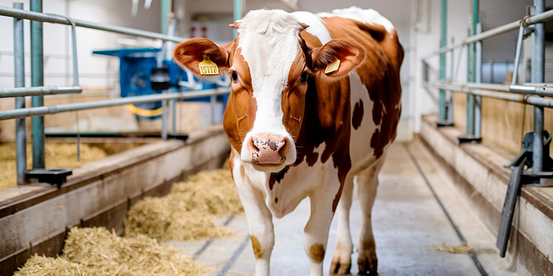 Producción de leche en la Comarca Lagunera y en los Altos de Jalisco Produccion leche Comarca Lagunera Altos Jalisco2