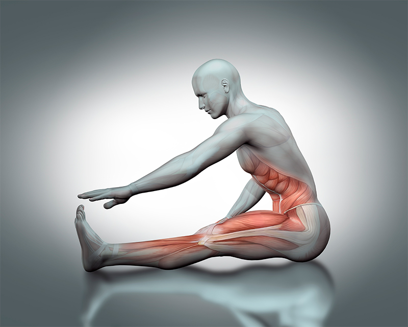 Sarcopenia: Amenaza Silenciosa a la Calidad de Vida en el Envejecimiento Mexicano Sarcopenia1