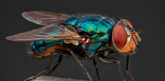 USDA anunció la instalación de dispersión de mosca estéril en Tampico