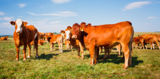 FAO: La ganadería es importante en dietas saludables y sistemas alimentarios