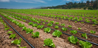 Lo que todo agricultor debe saber sobre el riego por goteo