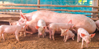 Factores internos que afectan a los parámetros reproductivos en cerdas