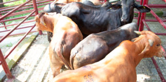 Firma CNOG-Senasica carta compromiso para combatir el GBG