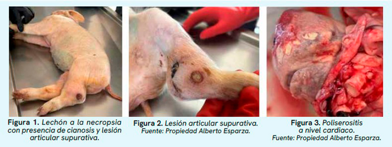Infección por Streptococcus spp. y Staphylococcus spp. en lechones, y su importancia diagnóstica. Infeccion Streptococcus spp Staphylococcus spp lechones importancia diagnostica1
