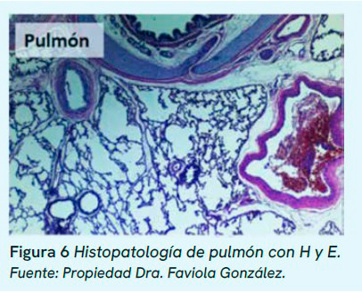 Infección por Streptococcus spp. y Staphylococcus spp. en lechones, y su importancia diagnóstica. Infeccion Streptococcus spp Staphylococcus spp lechones importancia diagnostica4