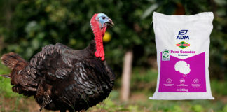 El pavo representa tradición, nutrición y calidad para familias mexicanas