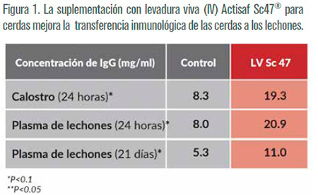 Cómo mejorar la supervivencia de los lechones y aumentar el peso al destete con probióticos de levadura viva supervivencia lechones aumentar peso destete probioticos levadura viva1