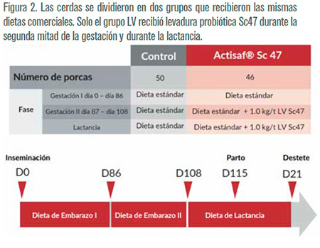 Cómo mejorar la supervivencia de los lechones y aumentar el peso al destete con probióticos de levadura viva supervivencia lechones aumentar peso destete probioticos levadura viva2