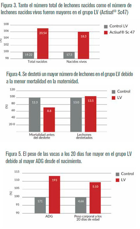 Cómo mejorar la supervivencia de los lechones y aumentar el peso al destete con probióticos de levadura viva supervivencia lechones aumentar peso destete probioticos levadura viva3