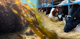 Algas marinas en nutrición animal: beneficios productivos y económicos en cerdos, aves y ganado