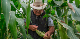 Avanza con éxito el programa de incentivos al arroz, maíz y trigo a nivel nacional