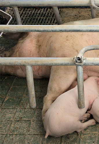 Efectos de la zearalenona en cerdas reproductoras Efectos zearalenona cerdas reproductoras1