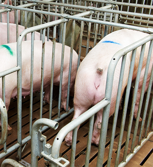 Efectos de la zearalenona en cerdas reproductoras Efectos zearalenona cerdas reproductoras3