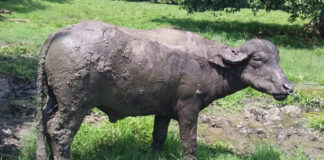 Enfermedades hemoparasitarias y otras protozoasis
