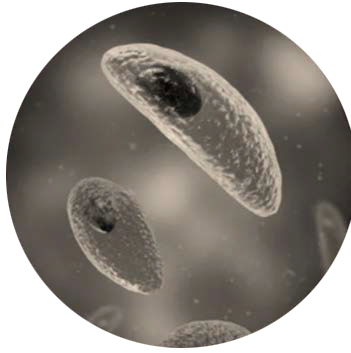 Enfermedades hemoparasitarias y otras protozoasis Enfermedades hemoparasitarias protozoasis bufalos agua4