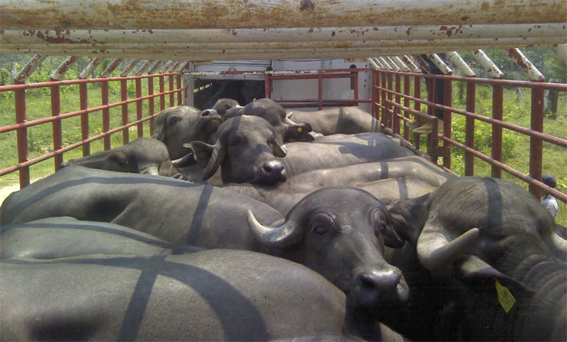 El búfalo de agua como alternativa estratégica para la seguridad alimentaria y la producción sustentable de carne HIKVJymS bufalo agua alternativa estrategica seguridad alimentaria3