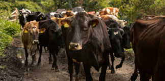 Producción sostenible de carne de bovino