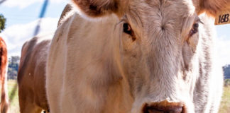 Productores de carne aplauden cupos para la importación de carne de res