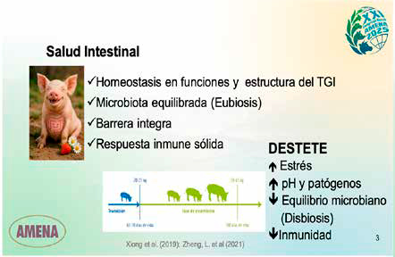 Salud intestinal y su impacto en la inmunidad y patologías porcinas Salud intestinal impacto inmunidad patologias porcinas1