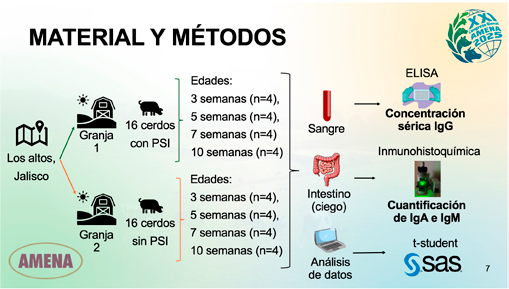 Salud intestinal y su impacto en la inmunidad y patologías porcinas Salud intestinal impacto inmunidad patologias porcinas3