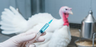 En alianza HIPRA y Elanco introducirán 2 vacunas contra el metapneumovirus aviar en EU