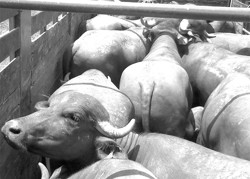 El búfalo de agua como alternativa estratégica para la seguridad alimentaria y la producción sustentable de carne bufalo agua alternativa estrategica seguridad alimentaria5