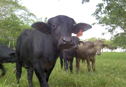 El búfalo de agua como alternativa estratégica para la seguridad alimentaria y la producción sustentable de carne bufalo agua alternativa estrategica seguridad alimentaria8