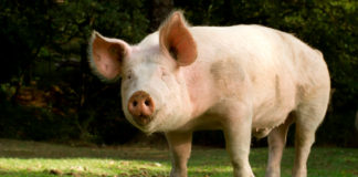 La carne de cerdo es una proteína clave en la nutrición de las familias mexicanas