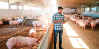 BEYOND FARMGUARDIAN, participación en la porcicultura mediante su tecnología de punta
